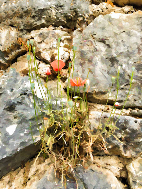 istock Mountain poppies. Photos as painted 942511212