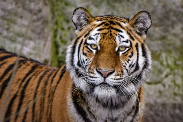 istock Siberian tiger on the hunt 942515786