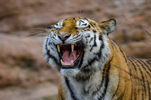 istock Siberian tiger on the hunt 942515820