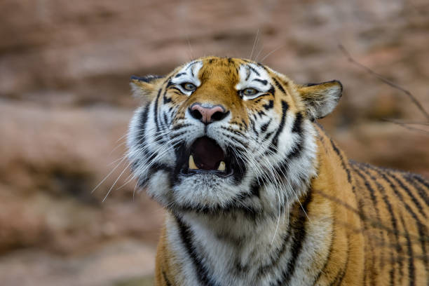istock Siberian tiger on the hunt 942515824