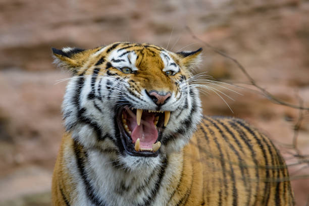 istock Siberian tiger on the hunt 942515846