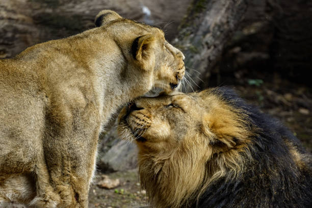 istock A pair of asiatic lions 942515870