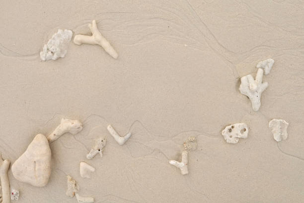 istock white tropical shell on white  beach sand under sun light, shallow ,background for summer 942515900