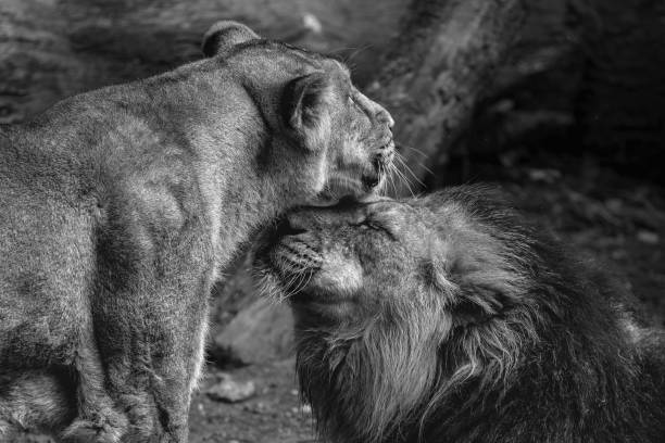 istock A pair of asiatic lions 942515902
