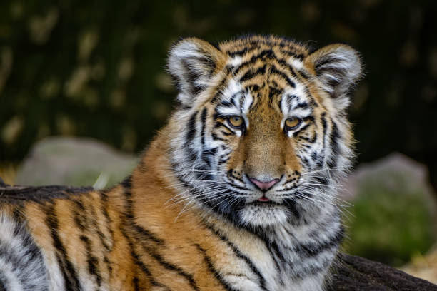 istock Siberian tiger on the hunt 942515964