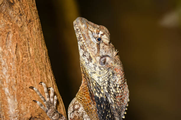 istock Closeup of a frill-necked lizard 942516002