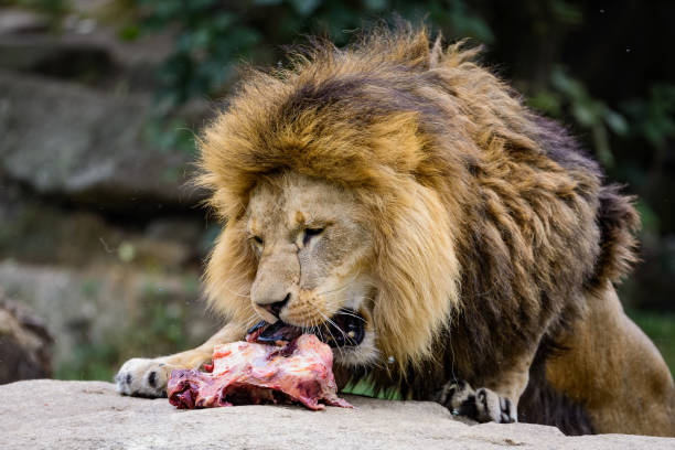 istock African lion eating meat on a rock 942516054