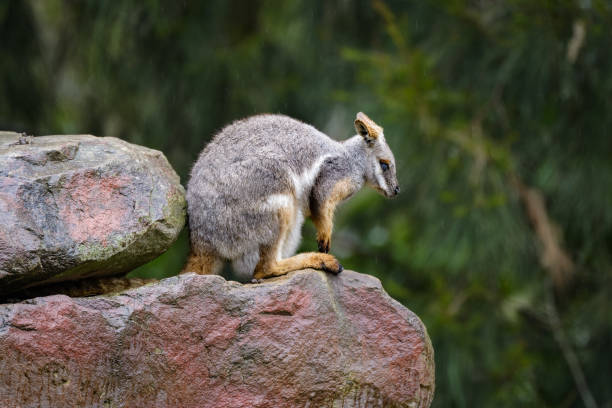 Rock wallaby on a rock in the rain