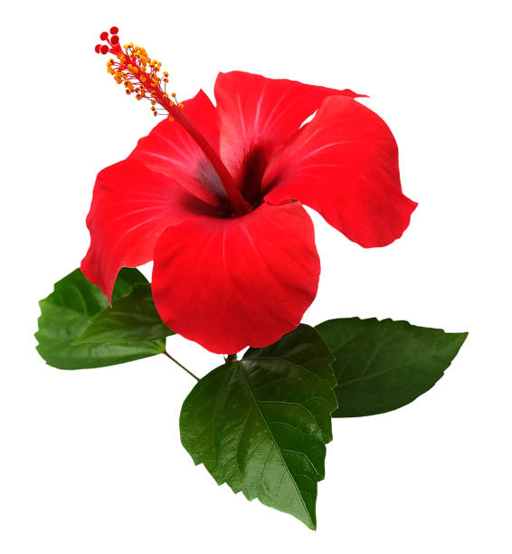 istock Red hibiscus flower isolated on white background,with clipping path.summer blossom 942516074