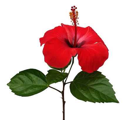 hibiscus flower with clipping path