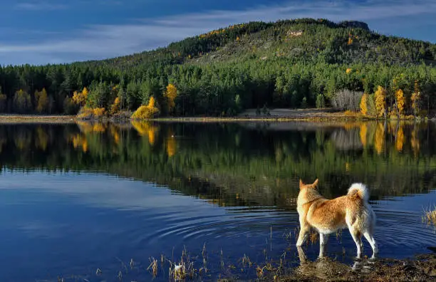 The dog tries to catch fish.