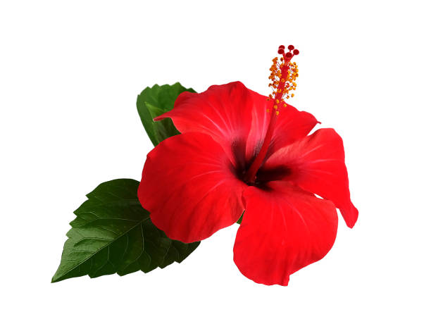 istock Red hibiscus flower isolated on white background,with clipping path.summer blossom 942516130