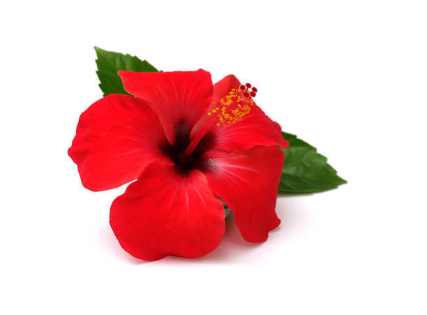 istock Red hibiscus flower isolated on white background,with clipping path.summer blossom 942516146