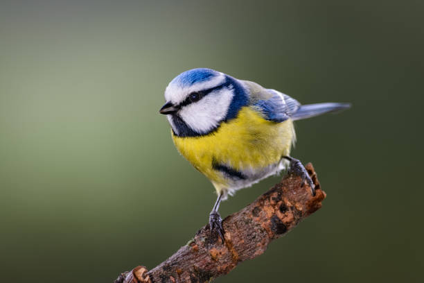 chapim azul sentado em um tronco - tit - fotografias e filmes do acervo