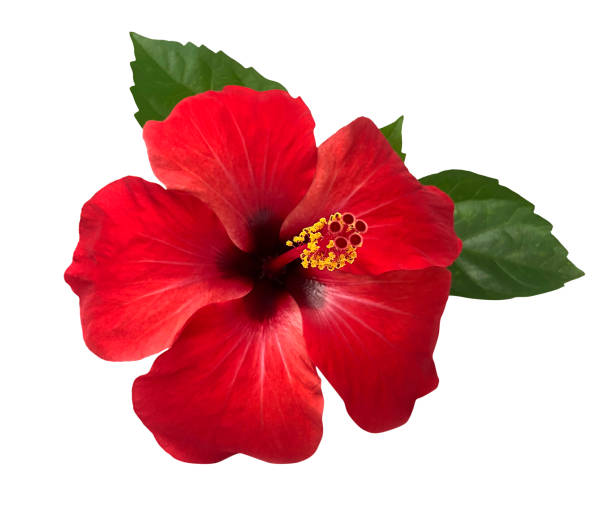 istock Red hibiscus flower isolated on white background,with clipping path.summer blossom 942518568