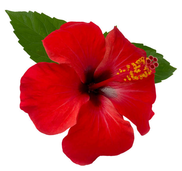 istock Red hibiscus flower isolated on white background,with clipping path.summer blossom 942518634