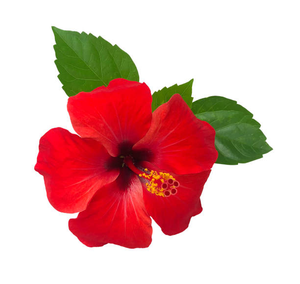 istock Red hibiscus flower isolated on white background,with clipping path.summer blossom 942518668