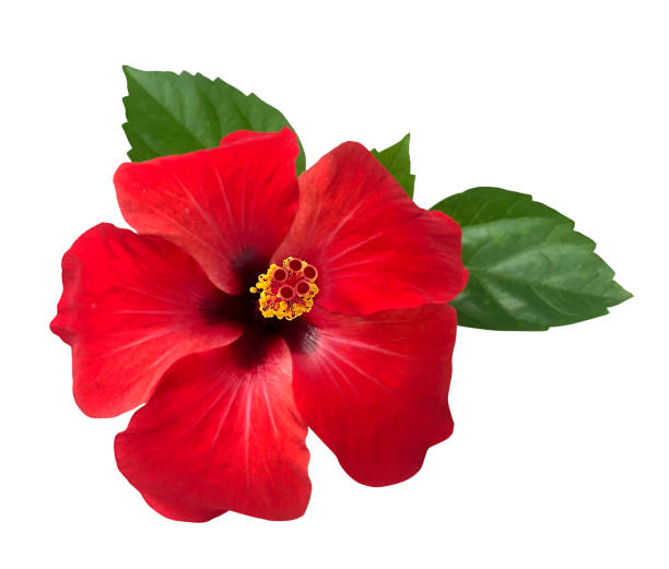 istock Red hibiscus flower isolated on white background,with clipping path.summer blossom 942518676