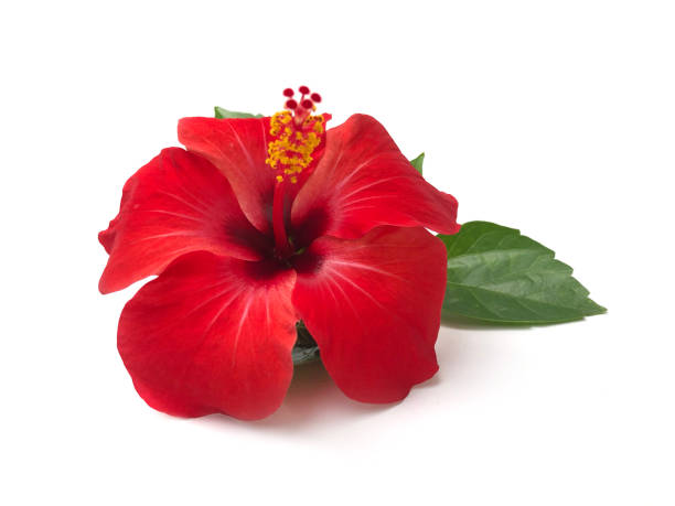 red hibiscus flower isolated on white background,with clipping path.summer blossom - stamen imagens e fotografias de stock