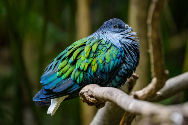 istock Nicobar pigeon sitting on a branch 942518732