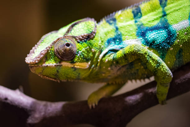 istock Closeup of a panther chameleon on a branch 942518802