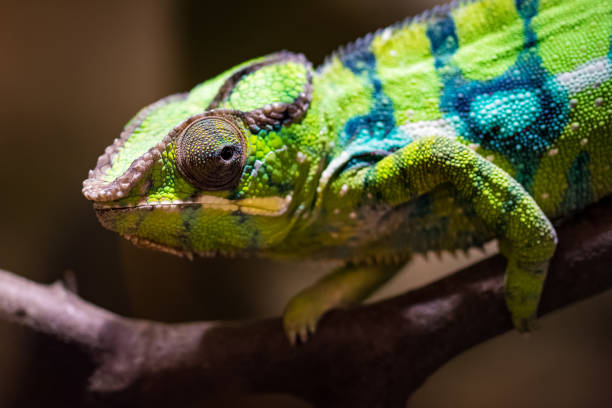 istock Closeup of a panther chameleon on a branch 942518846