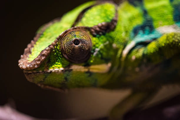 istock Closeup of a panther chameleon on a branch 942518854