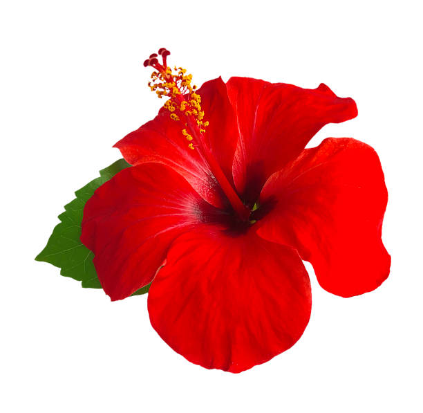 istock Red hibiscus flower isolated on white background,with clipping path.summer blossom 942518898