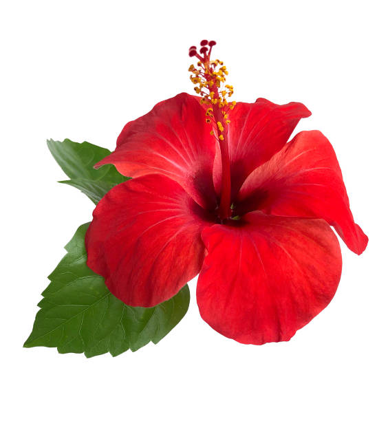 istock Red hibiscus flower isolated on white background,with clipping path.summer blossom 942519130