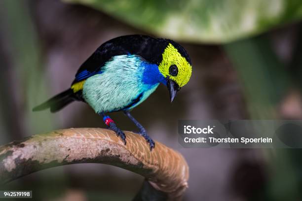 Paradise Tanager On A Branch Stock Photo - Download Image Now - Idyllic, Tanager, Animal