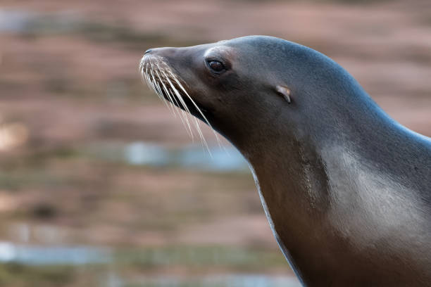 istock Closeup of a sea lion 942519282