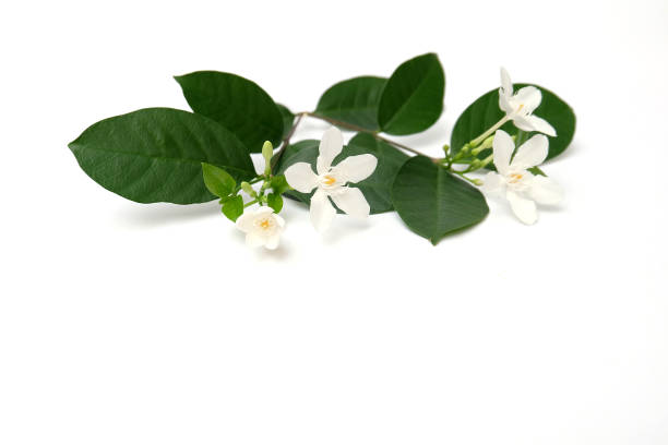 istock White Gardenia Blossom Isolated,flowers background 942519290