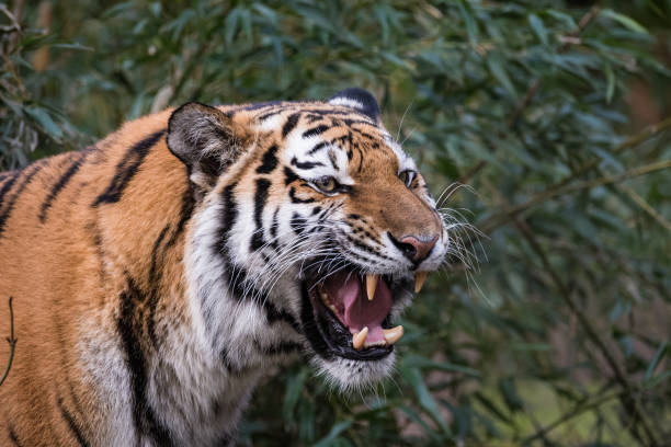 istock Female Siberian tiger roaring 942519362