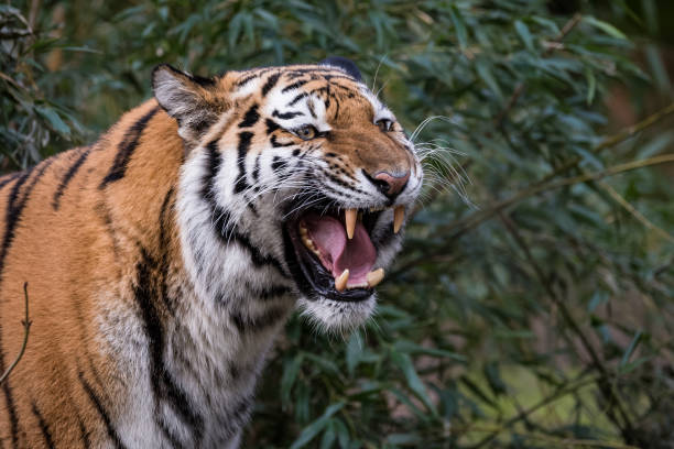 istock Female Siberian tiger roaring 942519366