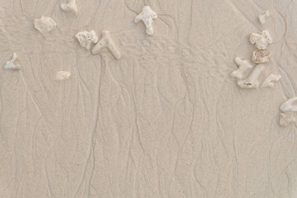 istock white tropical shell on white  beach sand under sun light, shallow ,background for summer 942522516