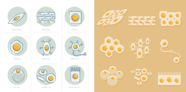 Human Cells Types Icons Set Set of vector icons representing different human cells. stem cell illustrations stock illustrations