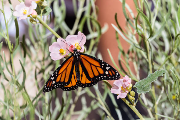 Monarch butterfly on branch with small pink flowers stock photo