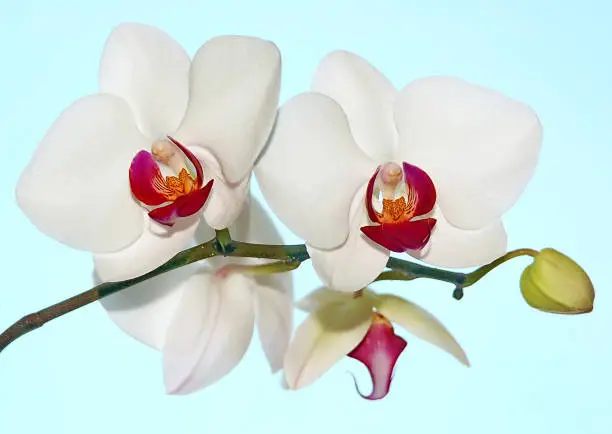 Beautiful white orchids on a blue background.