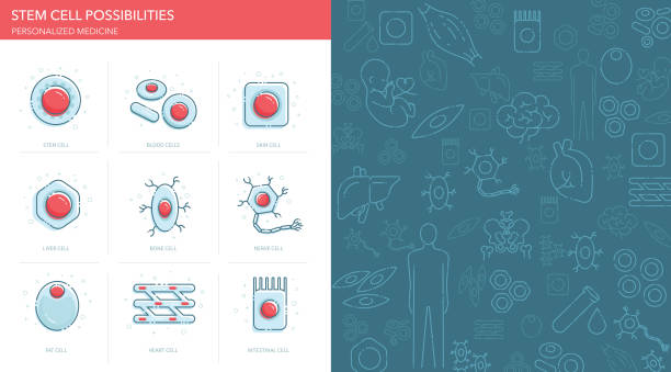 Stem Cell Possibilities Icons Set Vector icons set and pattern depicting stem cell possibilities. human tissue stock illustrations