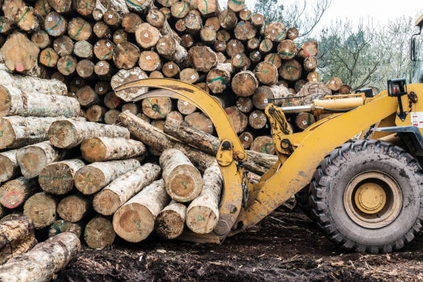 istock Forklift truck grabs wood in a wood processing plant 942527520