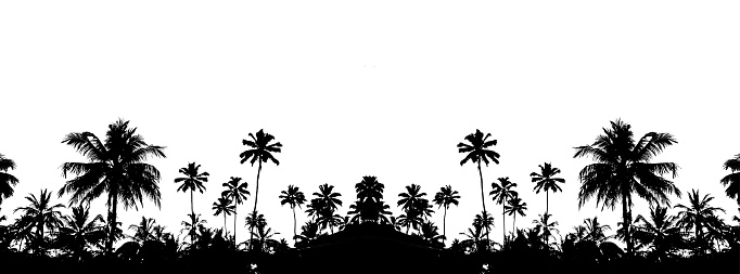 beautiful black silhouette on white tropical palm trees background