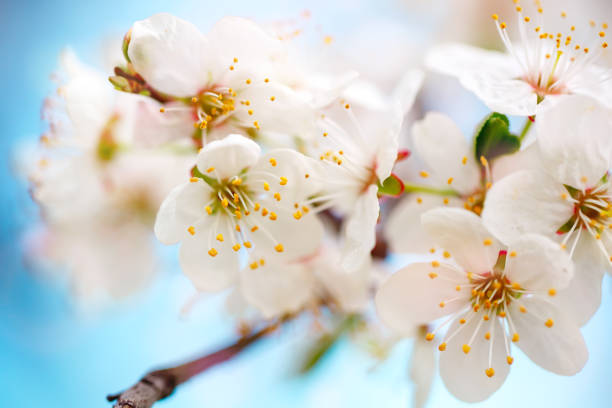 istock Beautiful blooming Apple trees in the spring garden. Close up 942530226