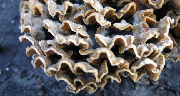 istock Polyporus mushroom on the Old Tree 942534144