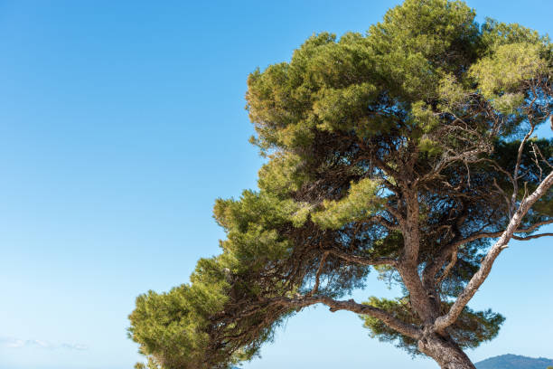 pino marittimo sul cielo blu - coastline branch day summer foto e immagini stock