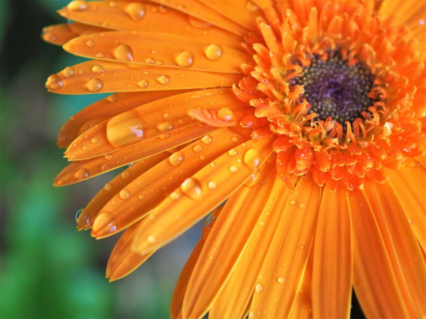 istock Close up gerbera flower with water drop 942541436