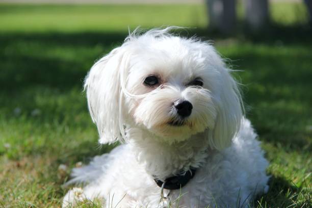 istock Bichon Maltes puppy 942541688