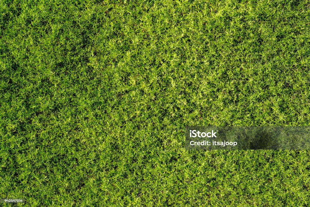 fond de mousse verte fine, vue de dessus - Photo de Mousse végétale libre de droits