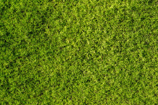 background of fine green moss, top view