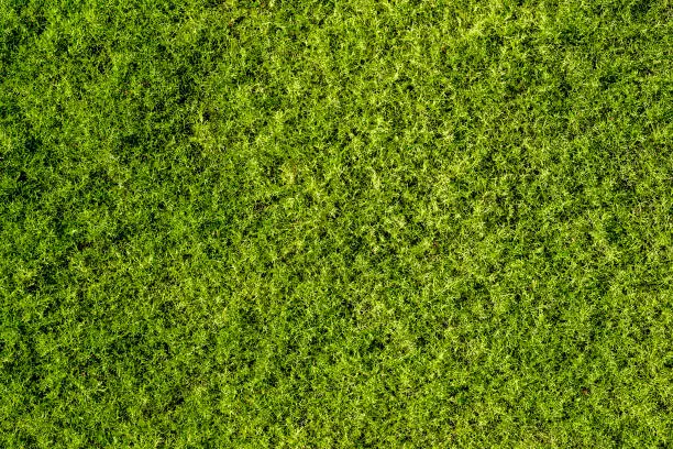 Photo of background of fine green moss, top view