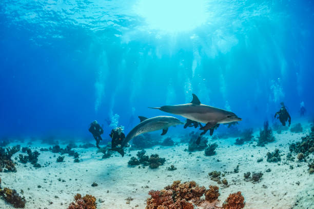 gruppo subacqueo che si gode con la scuola di vita del mare dei delfini dei delfini barriera corallina underwater scuba punto di vista red sea nature & wildlife fotografo subacqueo - happy dolphin foto e immagini stock